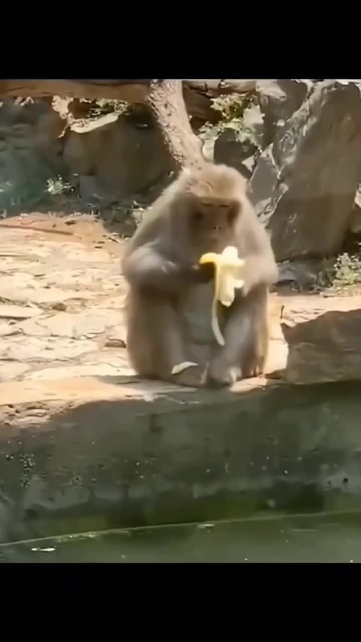 Gemoy banyak tingkah