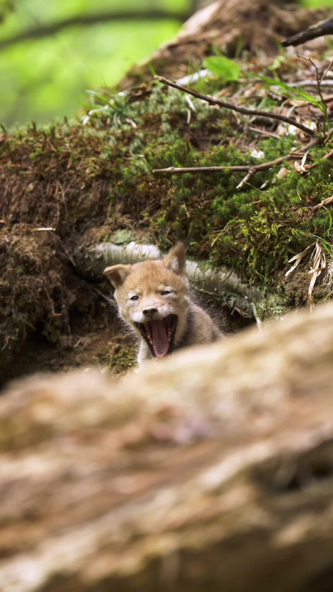 Wild Fotografer 