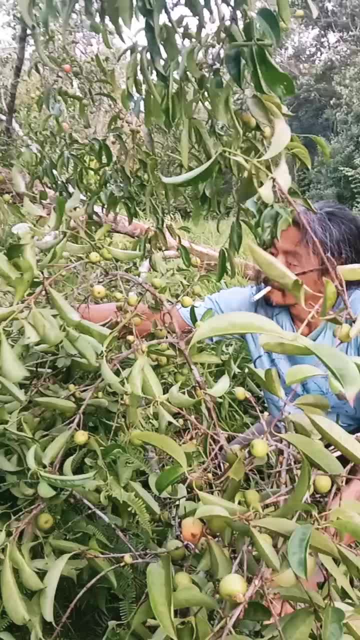 Vlog Mencari Buah Hutan Kalimantan