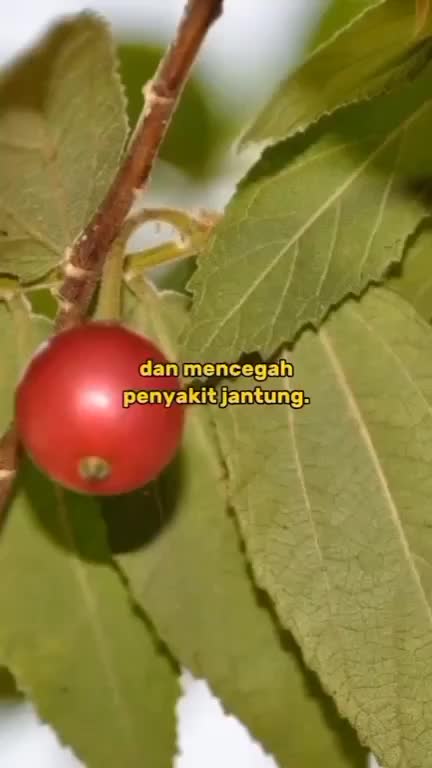 apa nama buah ini di daerah kalian