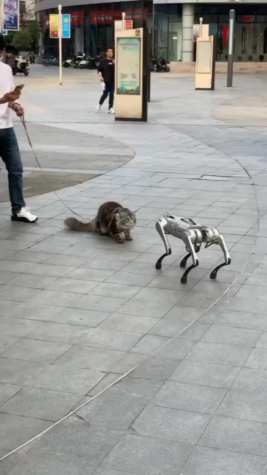 Kucing digital sama analog