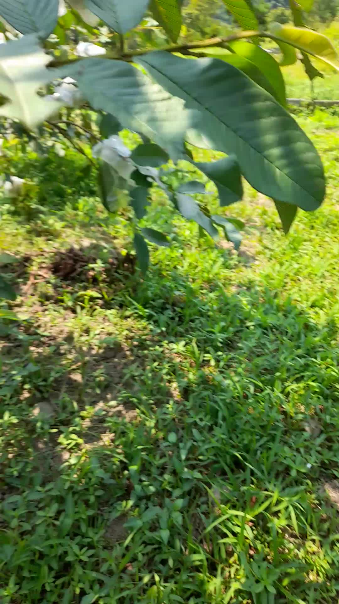 panen jambu
