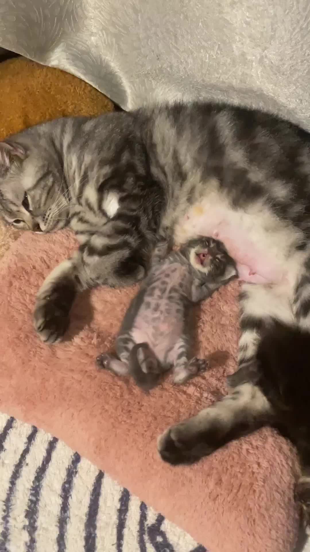 Pov : ketika bocil lagi tidur nyenyak