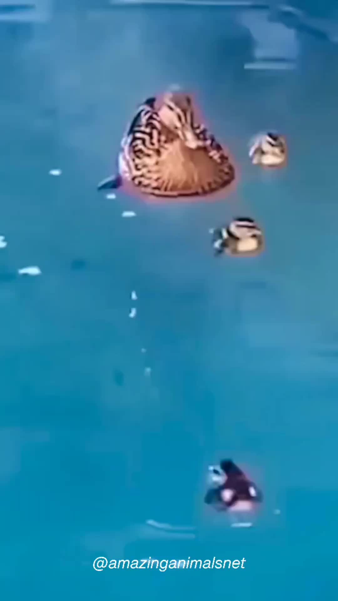 Helikopter helikopter