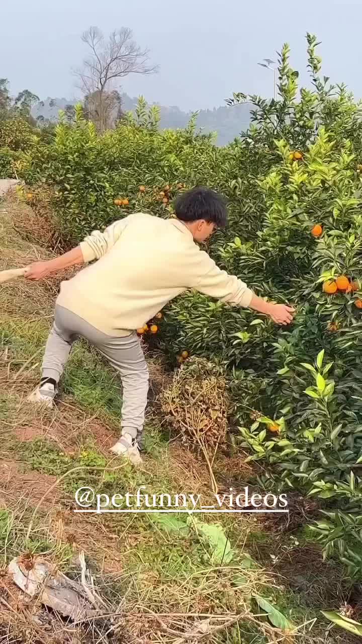 yah anjingnya dijadikan tumpuan