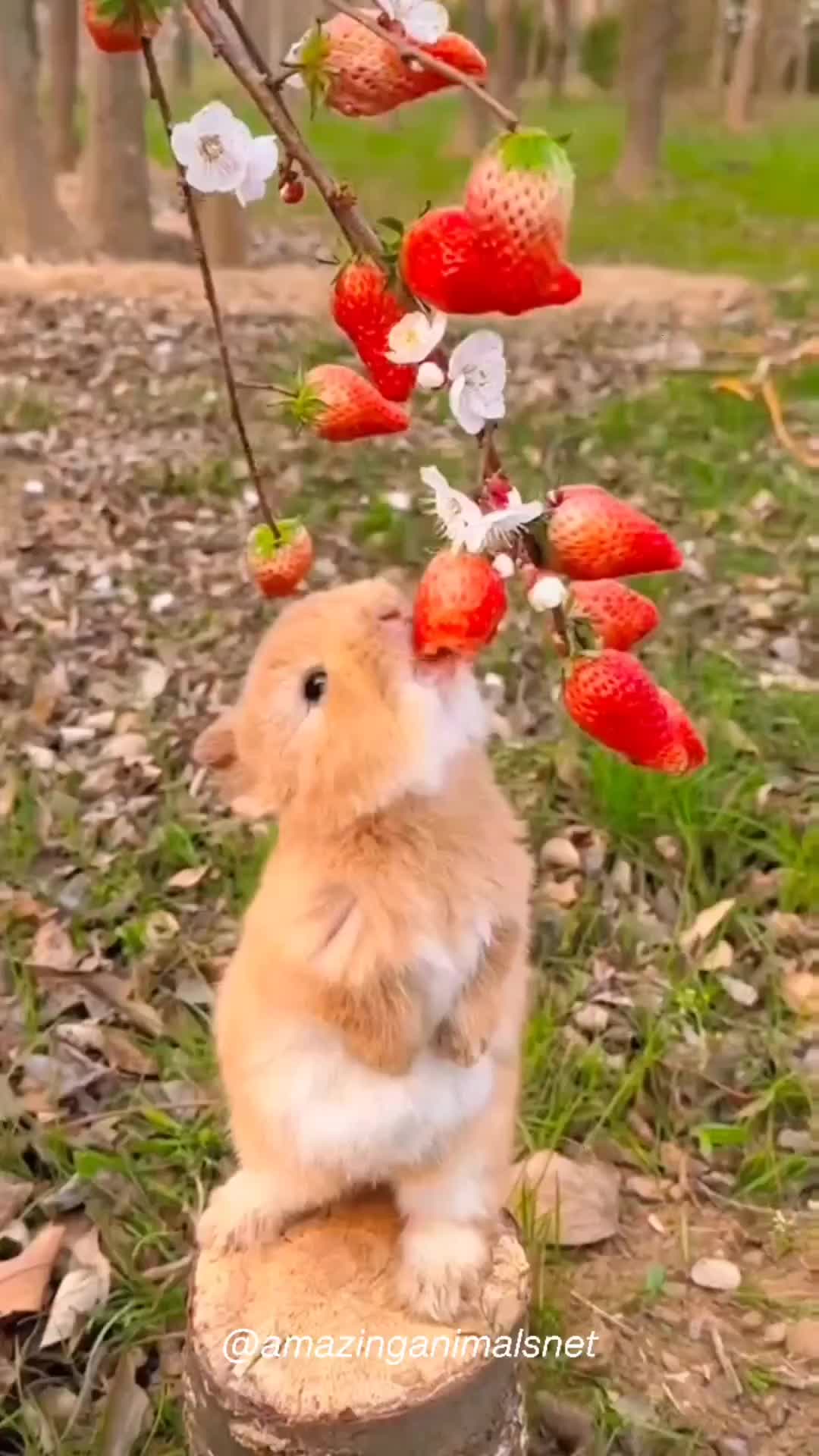 Mukbang stroberry