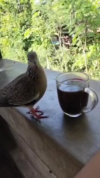 Ngopi dulu mase
