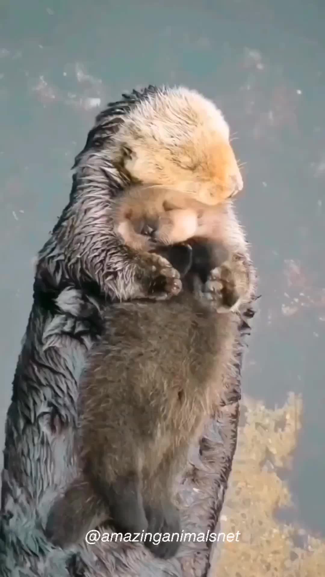 Anak sayang mamak