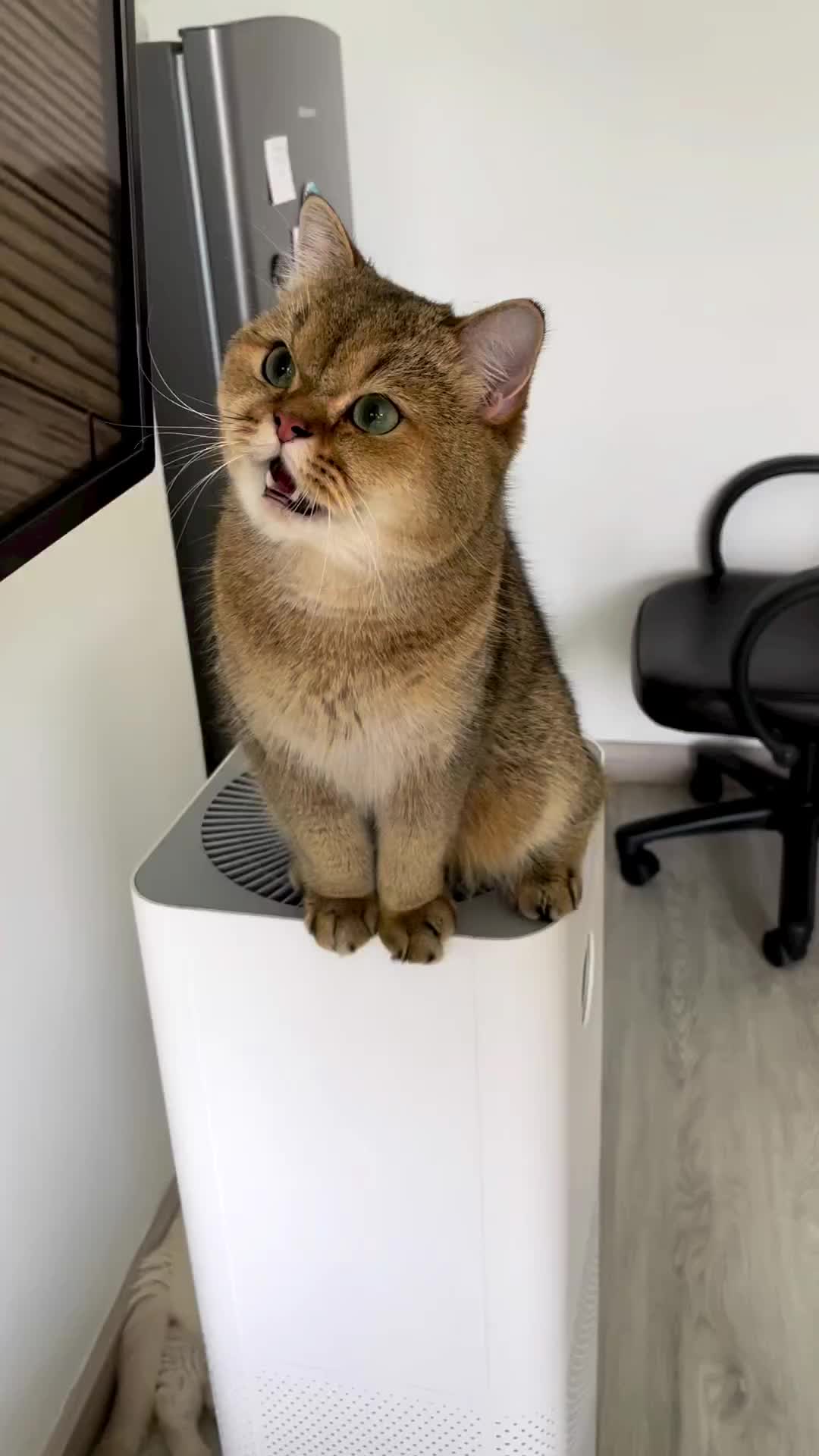 Ngomong apa sih mengg