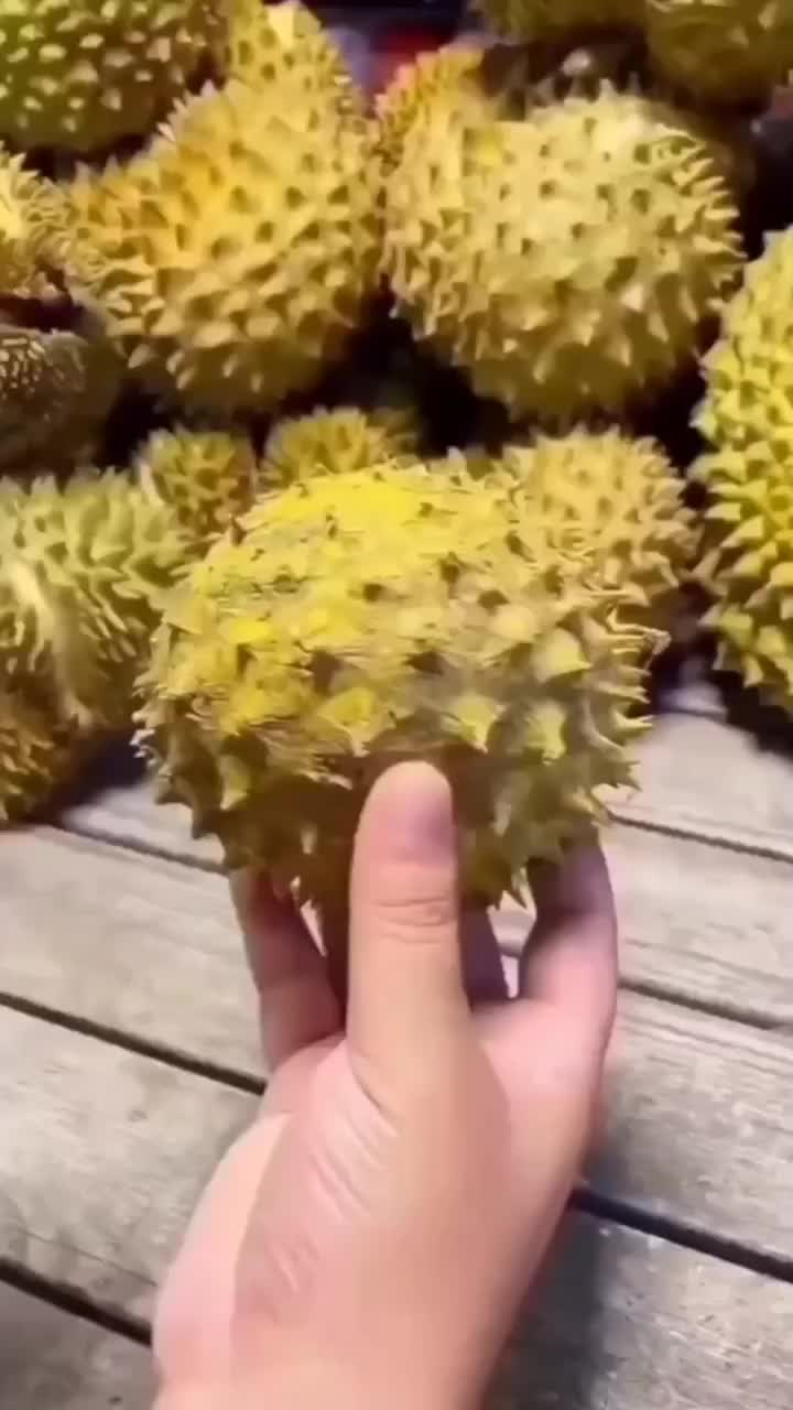 Durian Mininya Montok Banget