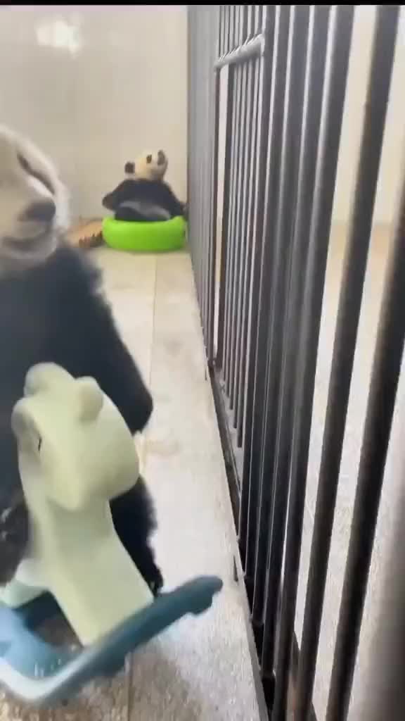 ada ada aja kelakuan panda