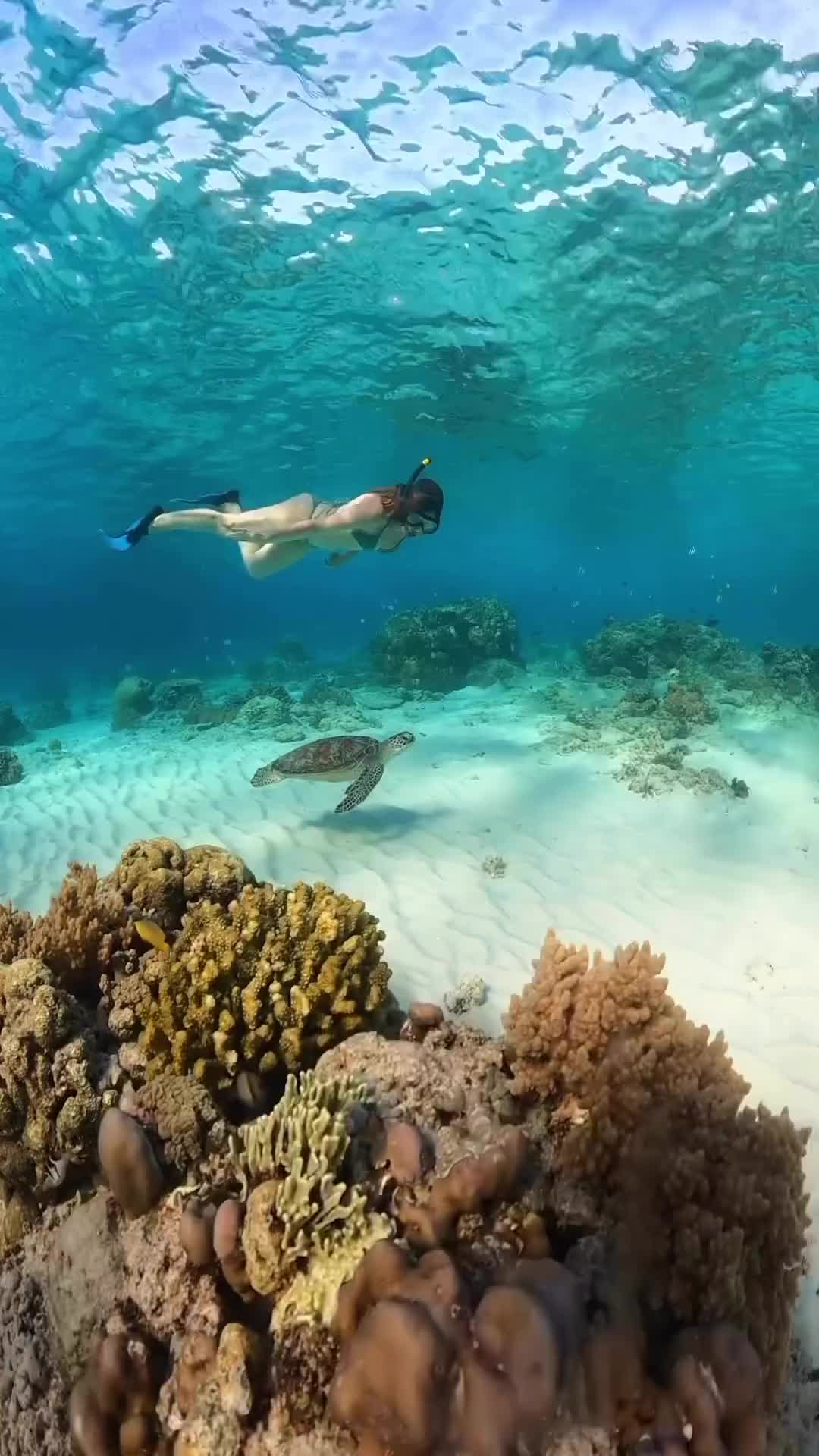 Unveil the mesmerizing world beneath the sea of white sand. 🌍 Gili Trawangan.
