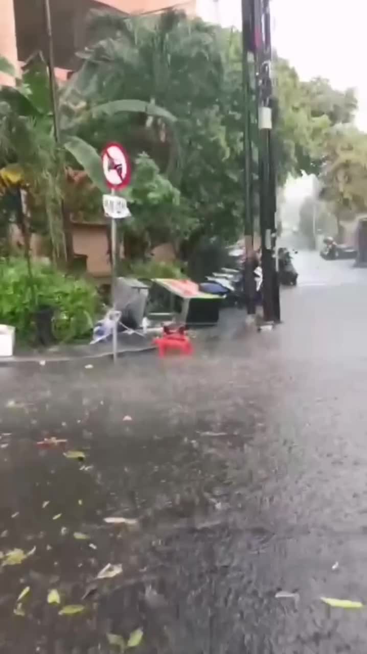 Pohon tumbang surakarta