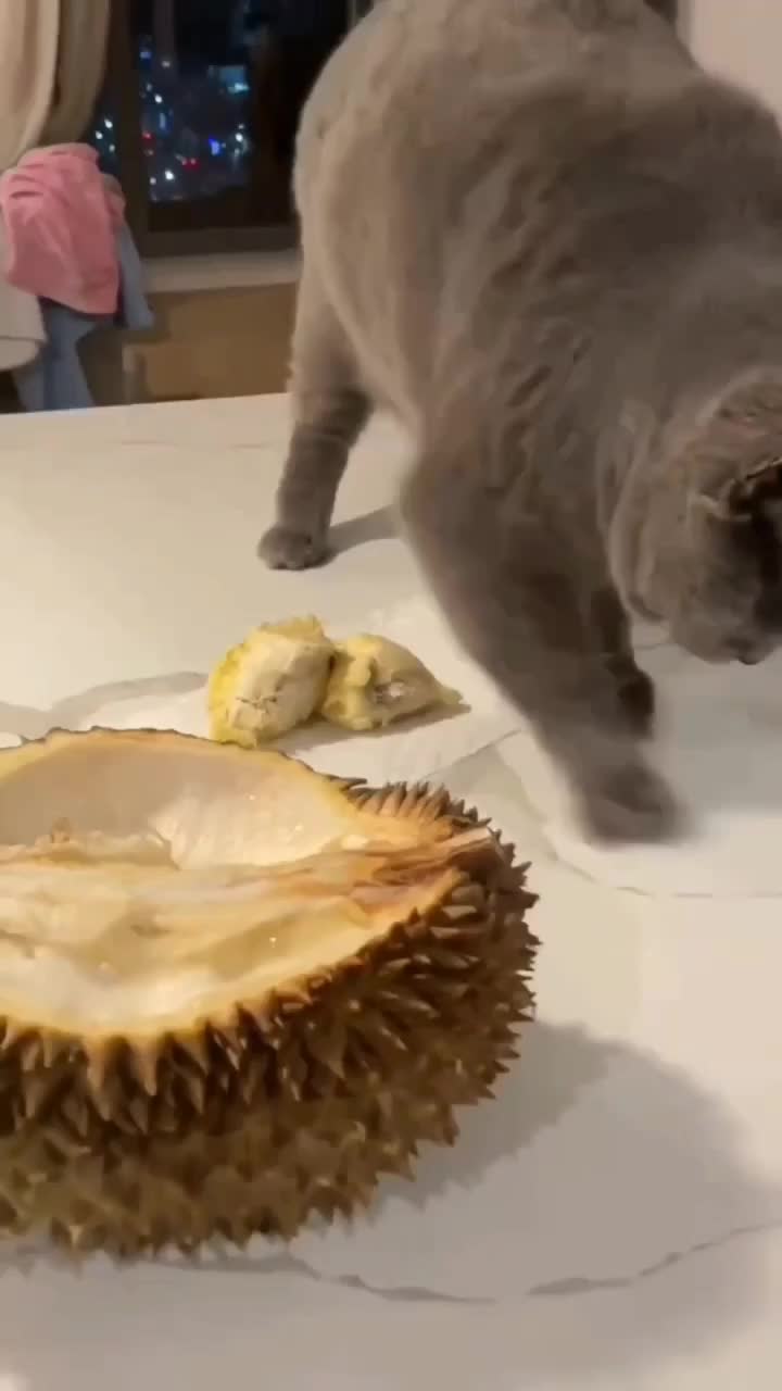 Pov ketika lo ga suka durian