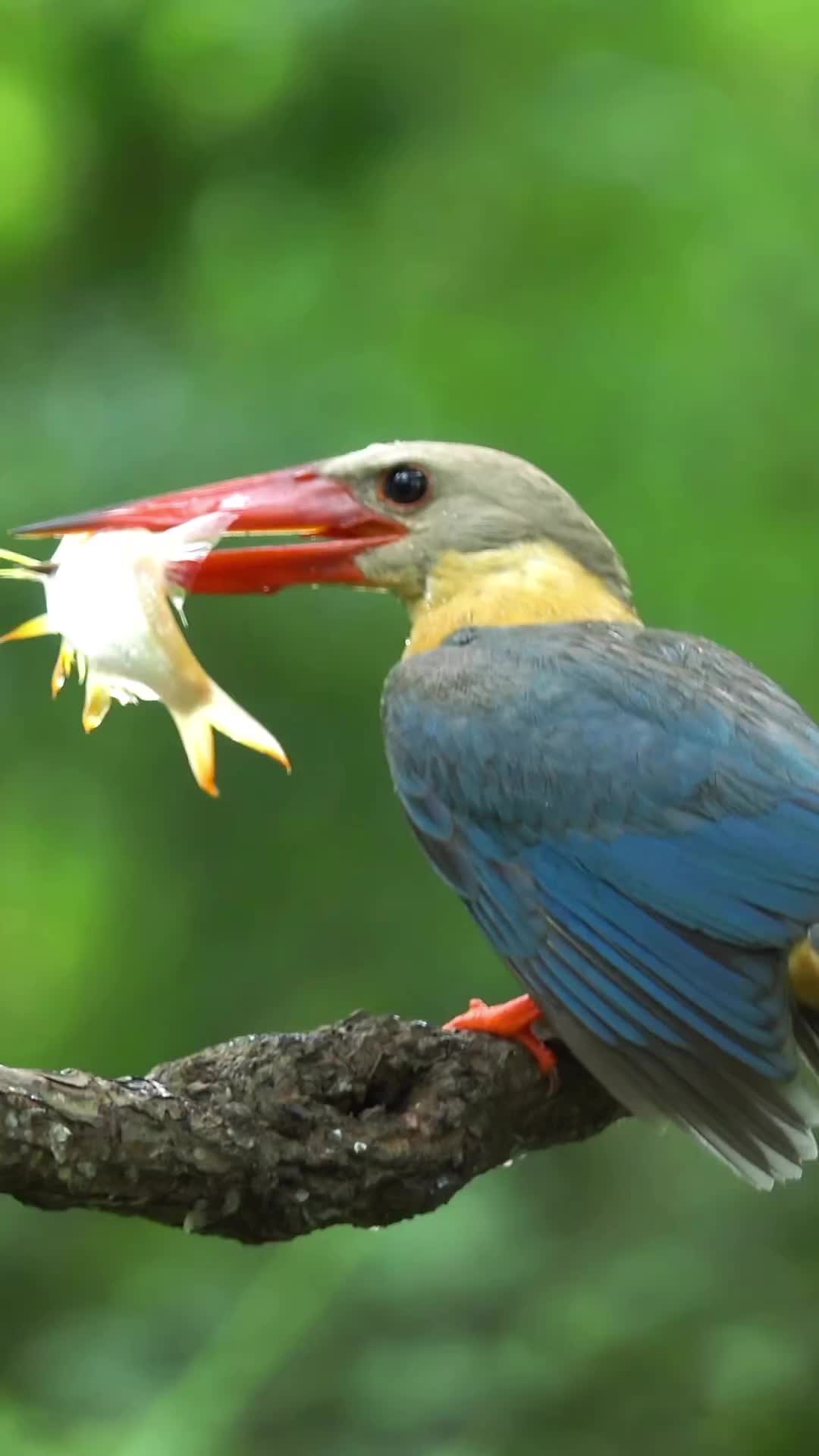 Burung ini menangkap ikan