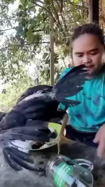 Defenisi makan sama ayam