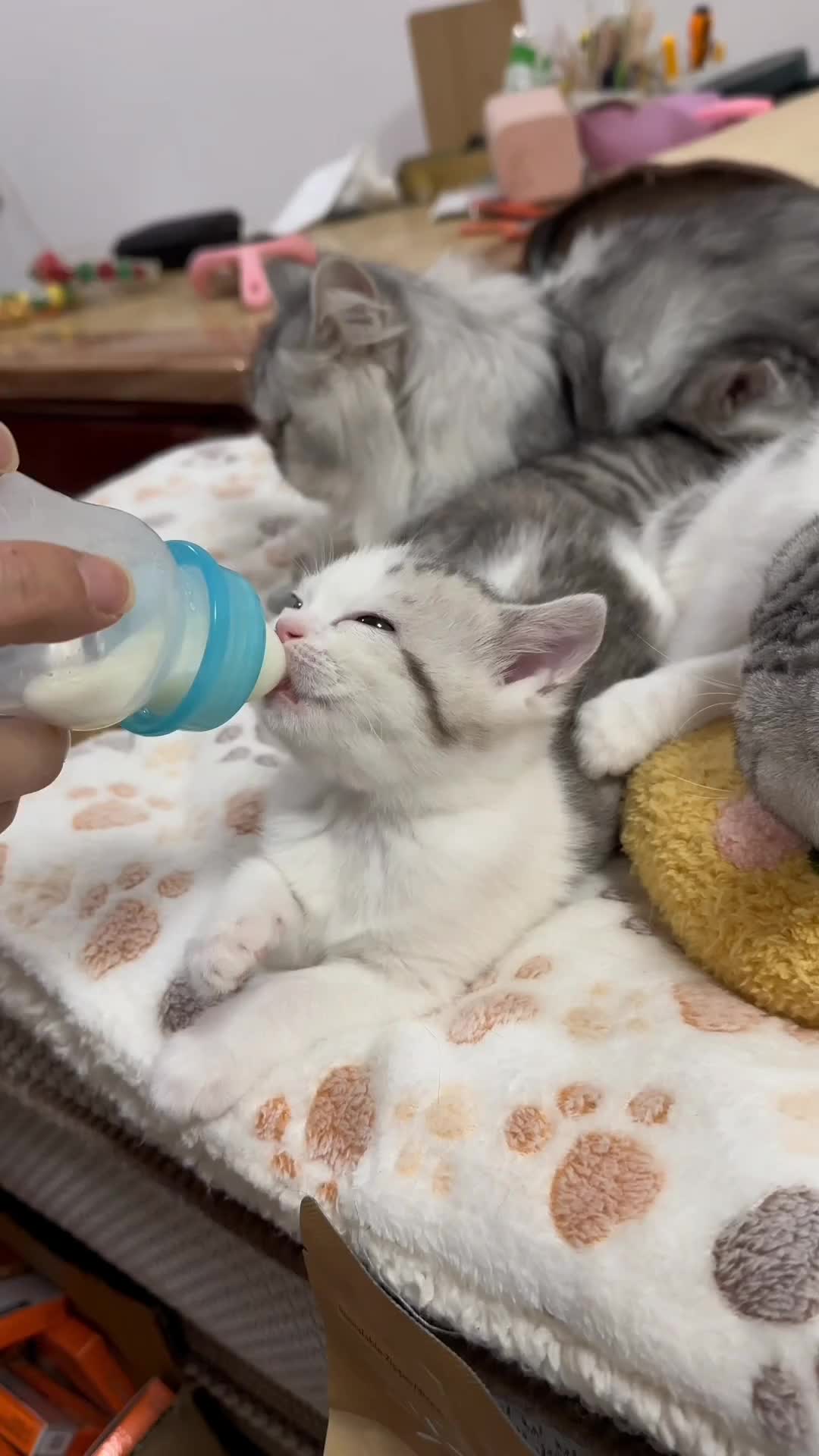 Bayi gemoy berbulu lagi mimik cucu