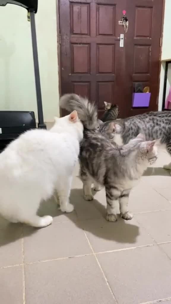 udah cantik cinta damai lagi