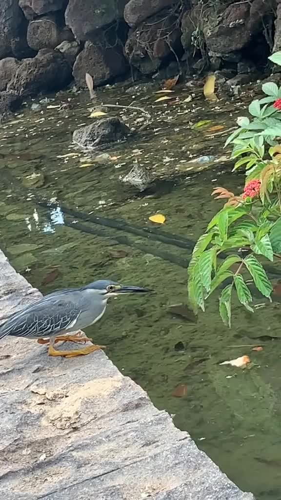 Burung mancing ikan