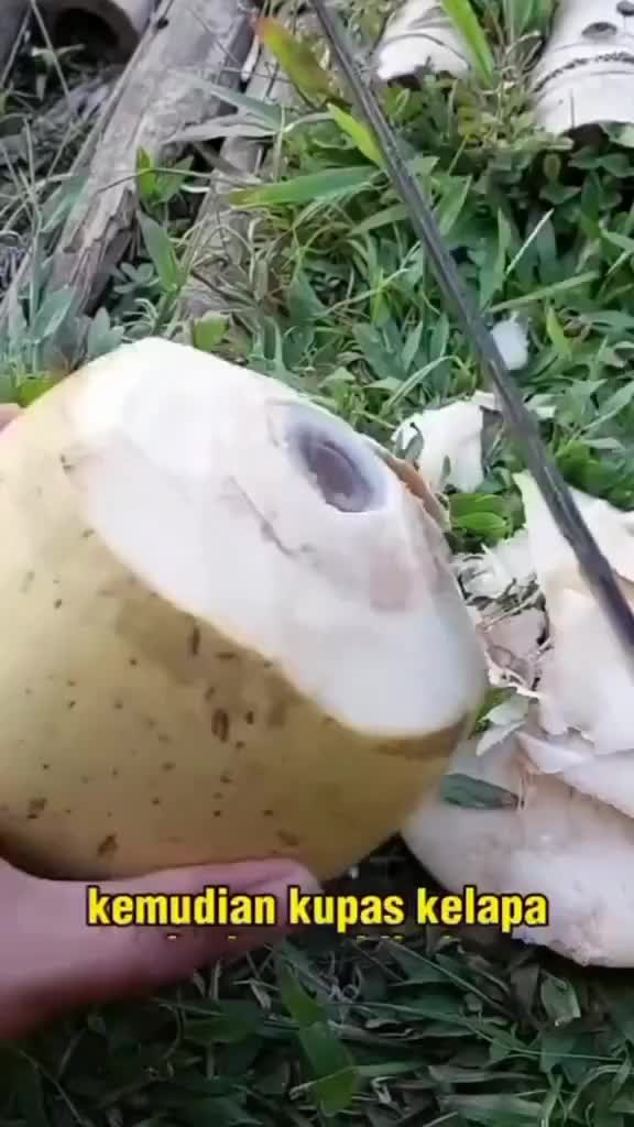 luar biasa manfaat kelor dan air kelapa
