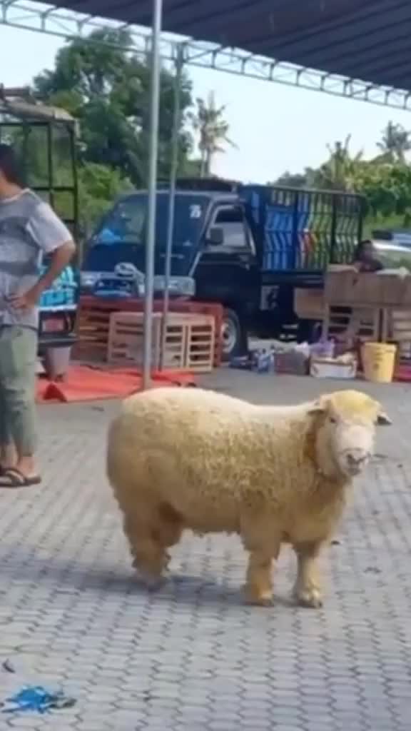 Terlalu gemoy untuk di Qurban kan
