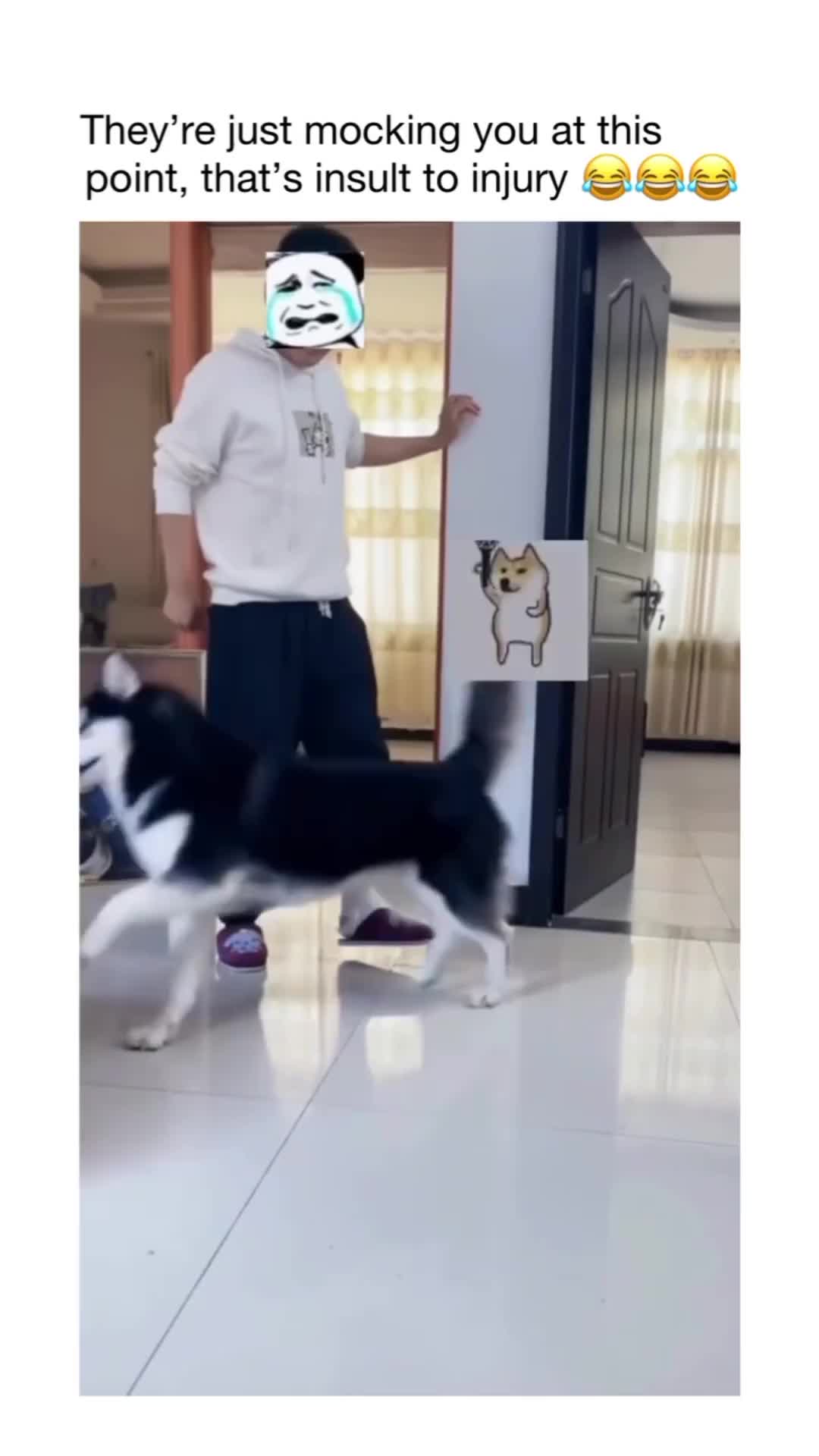 dasar kelakuan anjing