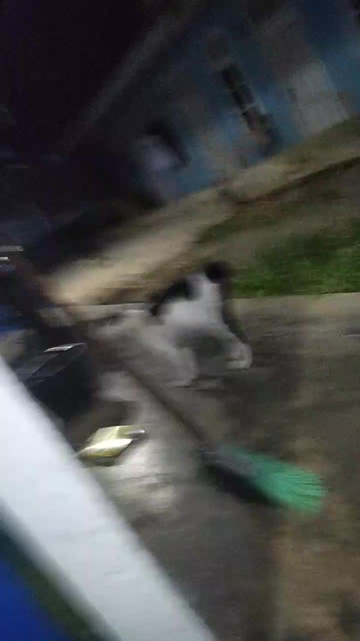 kucing 🐈