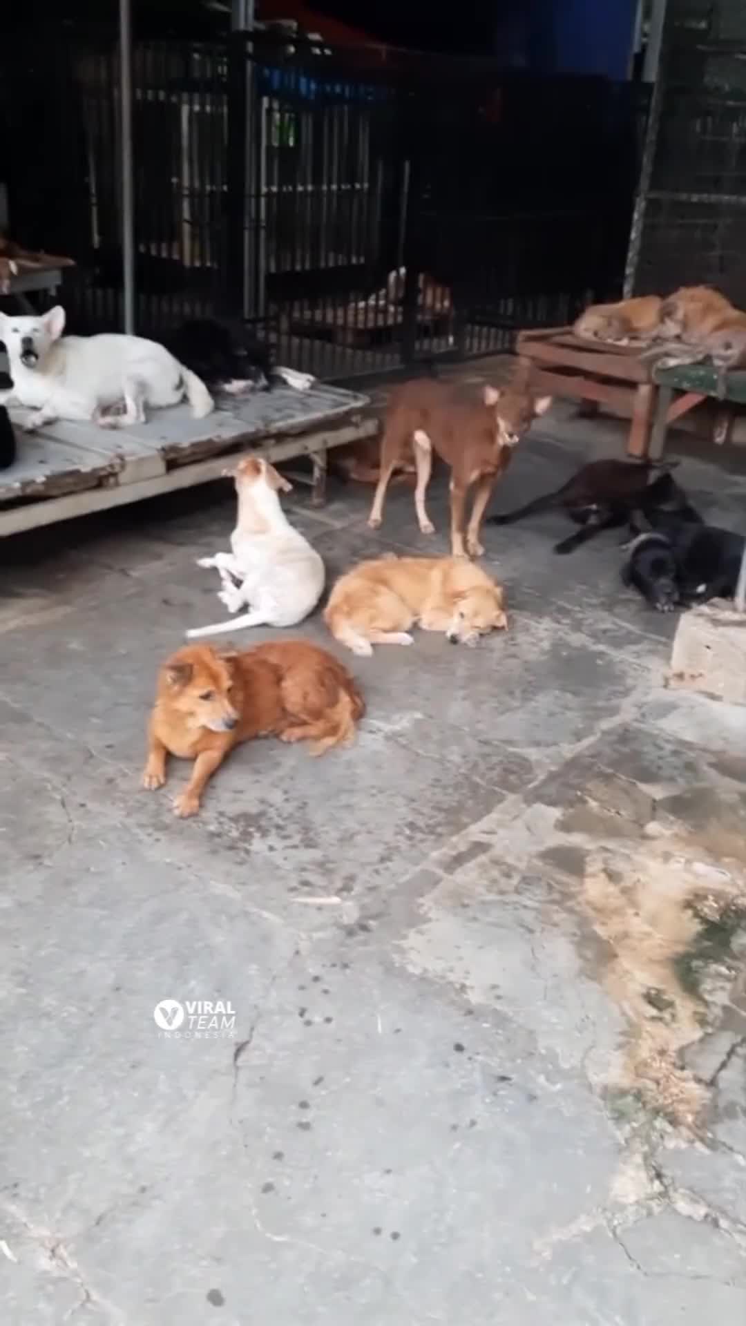 Emang dasar Anjink semua