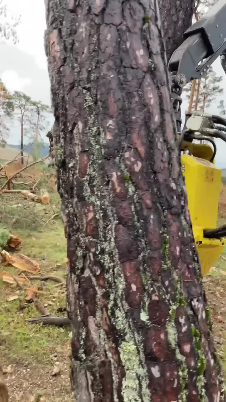 proses produksi kayu utk furniture