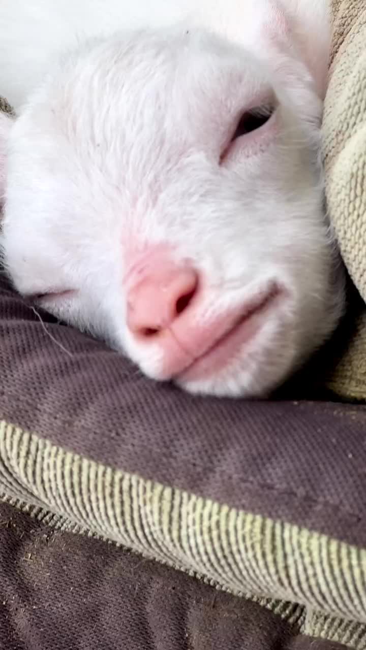 Bayi mbek lagi bobok