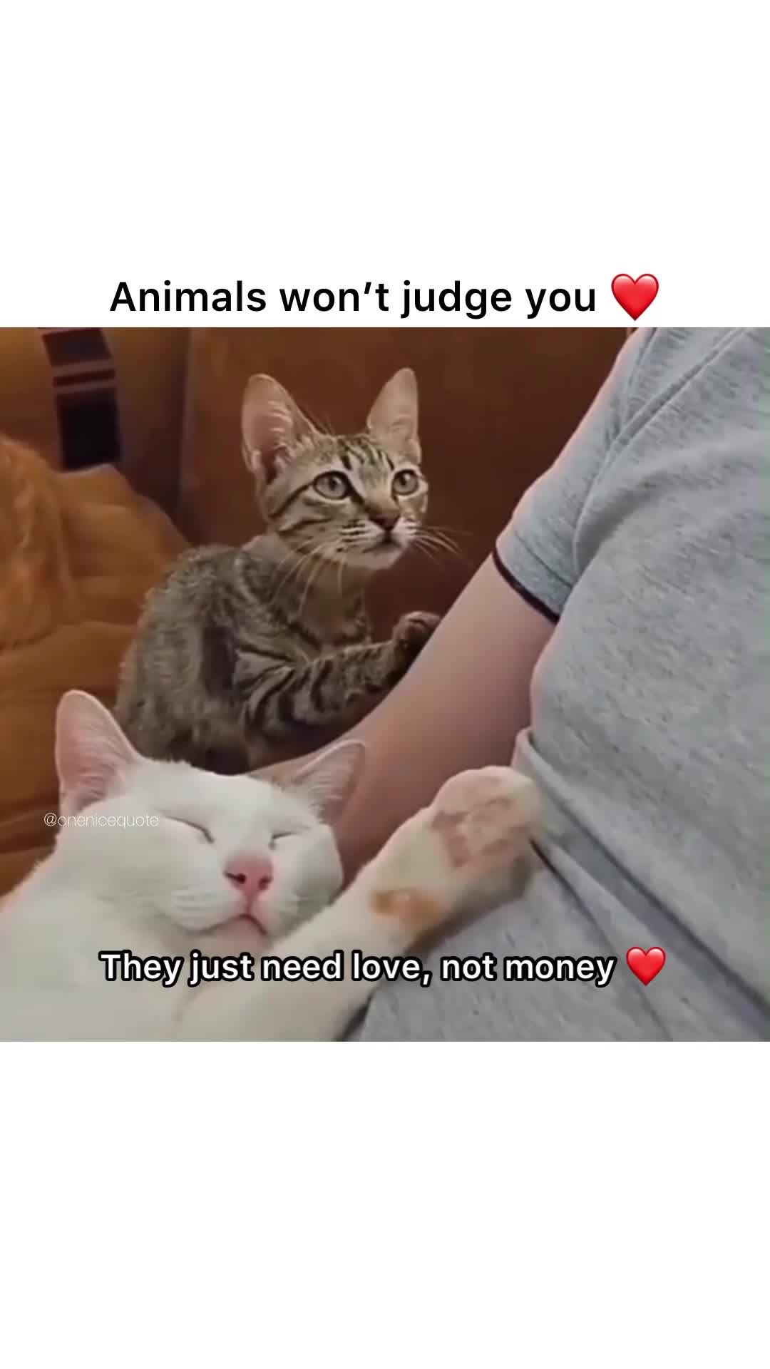 hewan mengerti keadaanmu