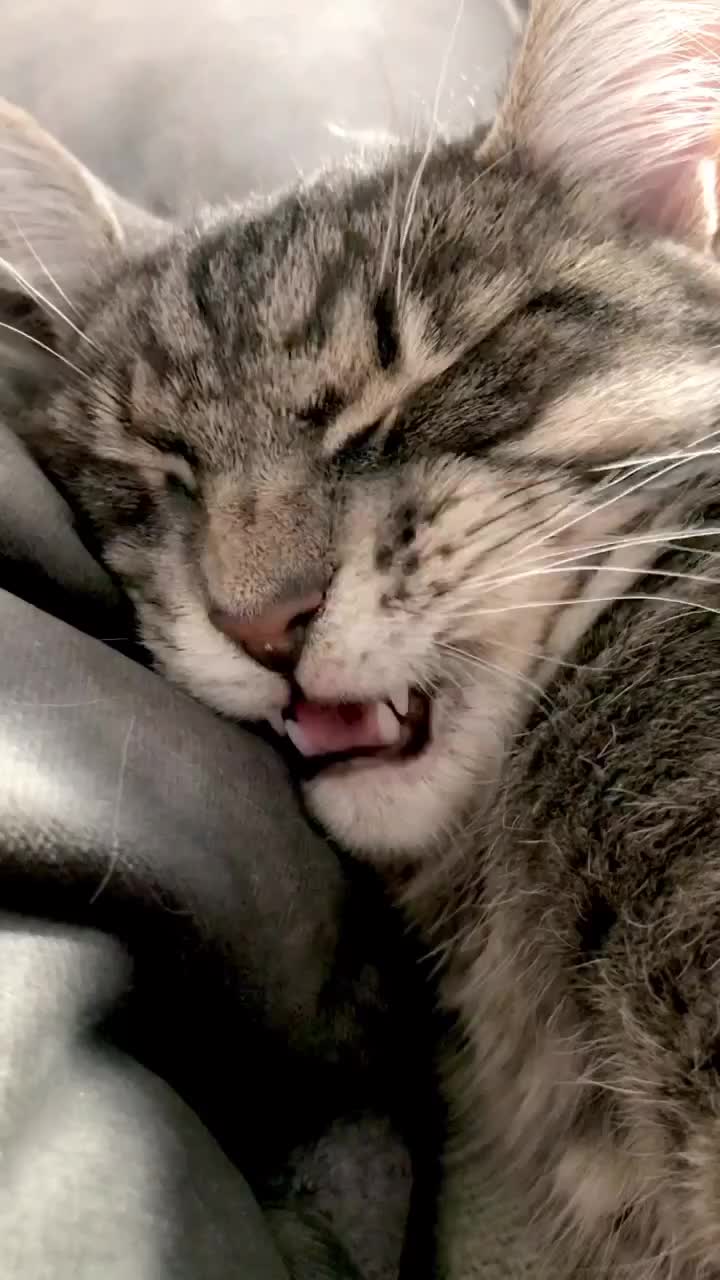 Lagi mimpi buruk keknya