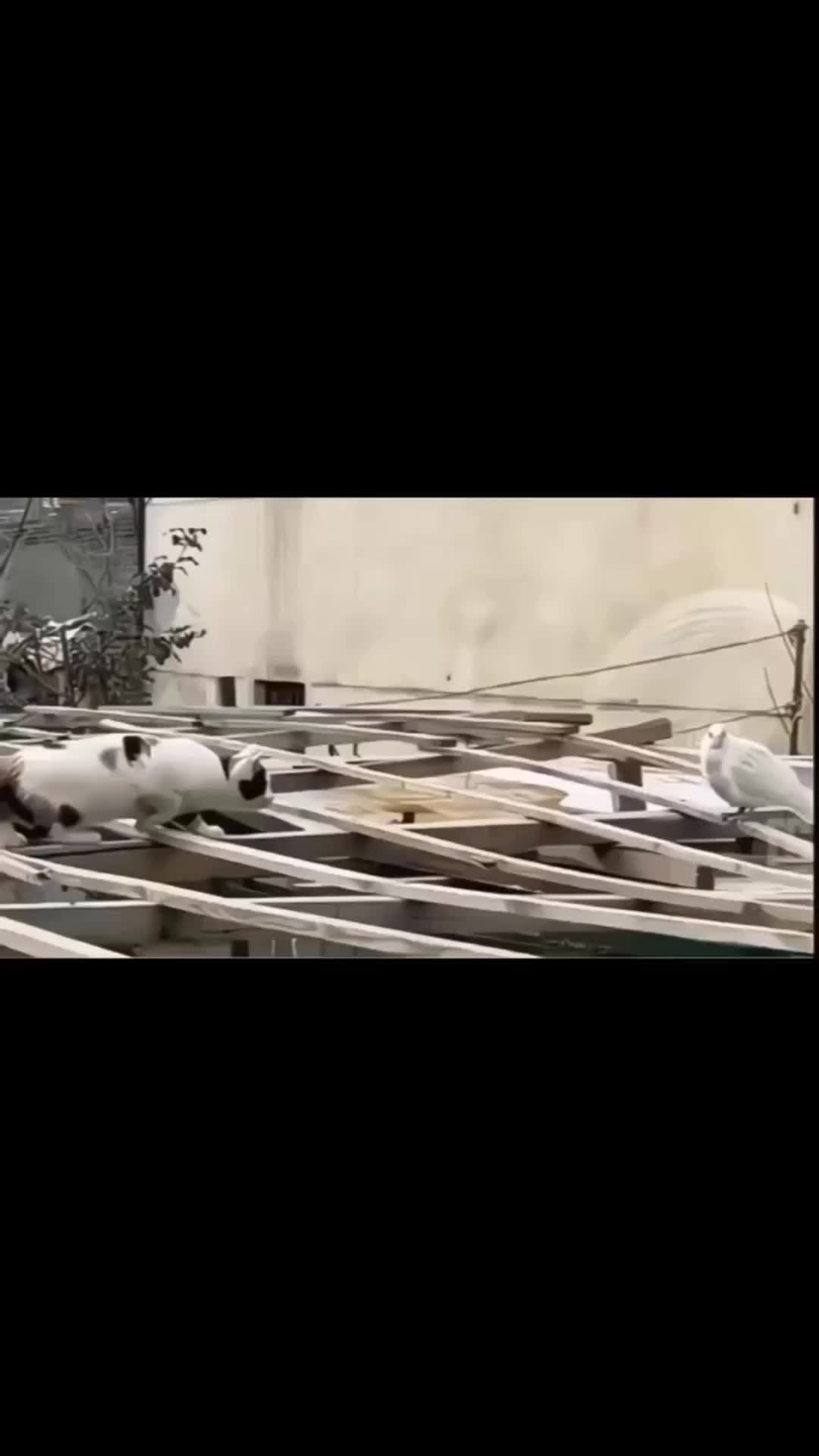 tunggu endingnya