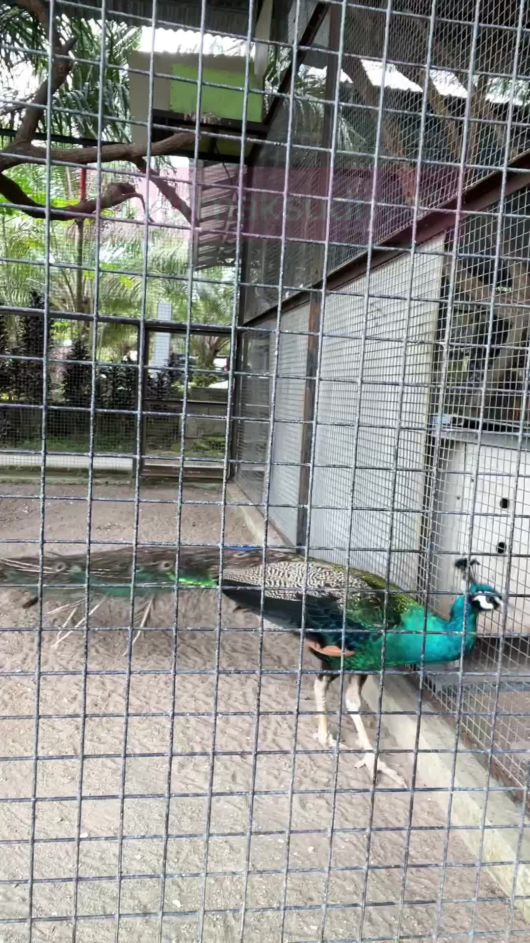 MELIHAT BURUNG MERAK DI TODAY GARDEN BELITUNG