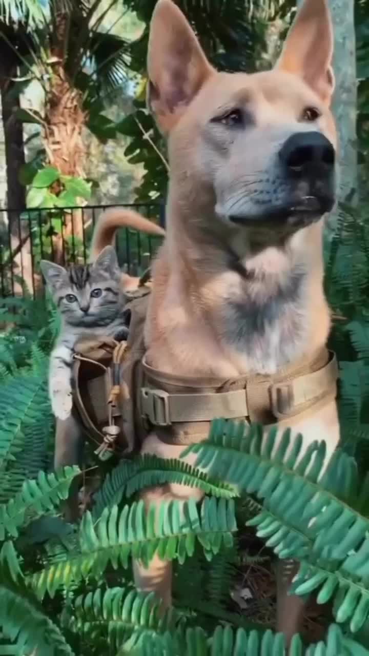 Siap buat berburu