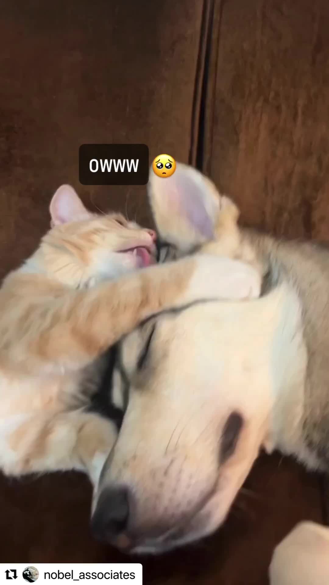 Lagi mandiin anjing