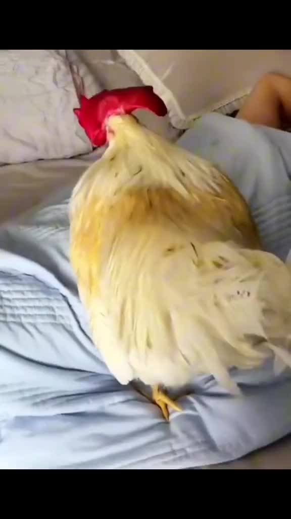 Alarm manual
