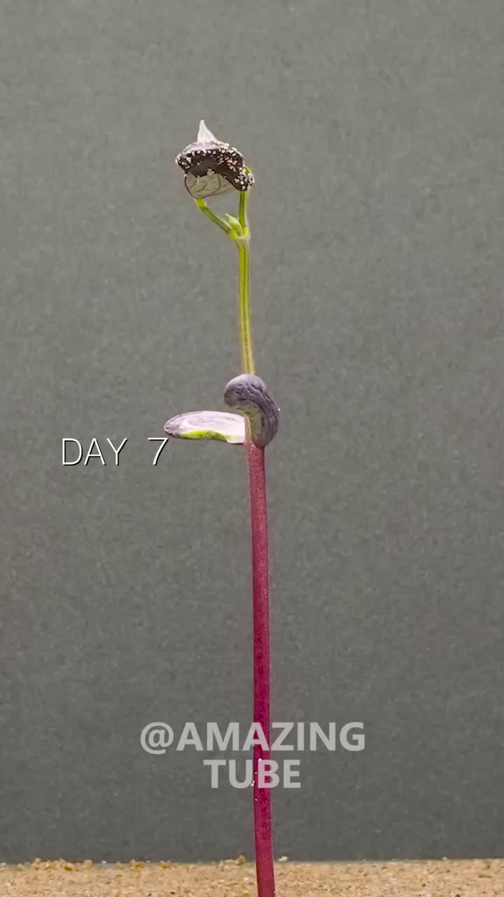 time lapse kecambah Dari kacang kedelai.