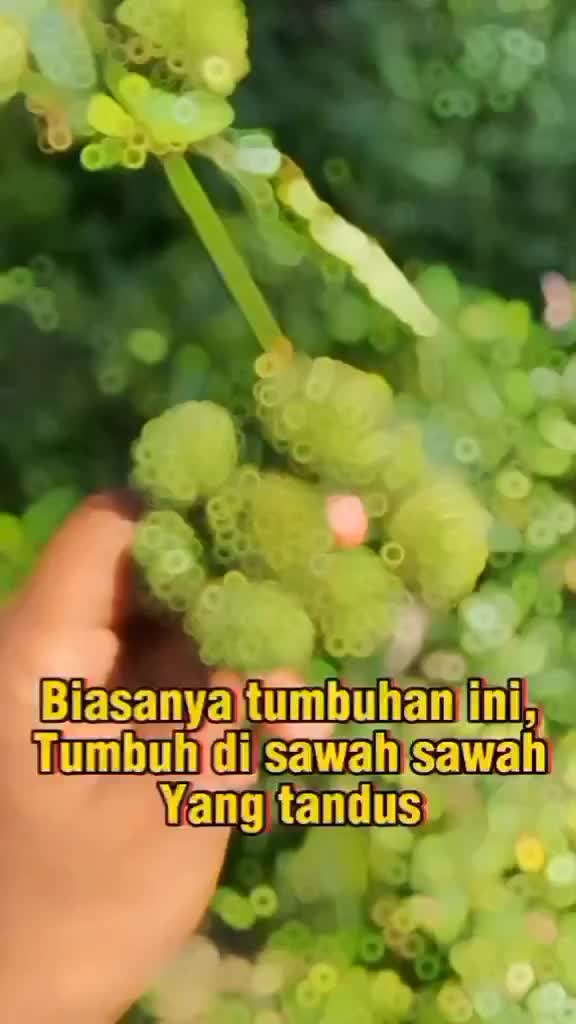 semoga bermanfaat