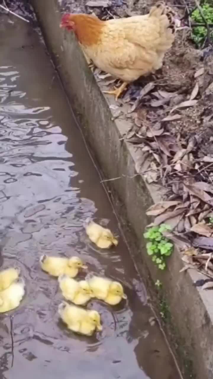 Ayam beranak bebek