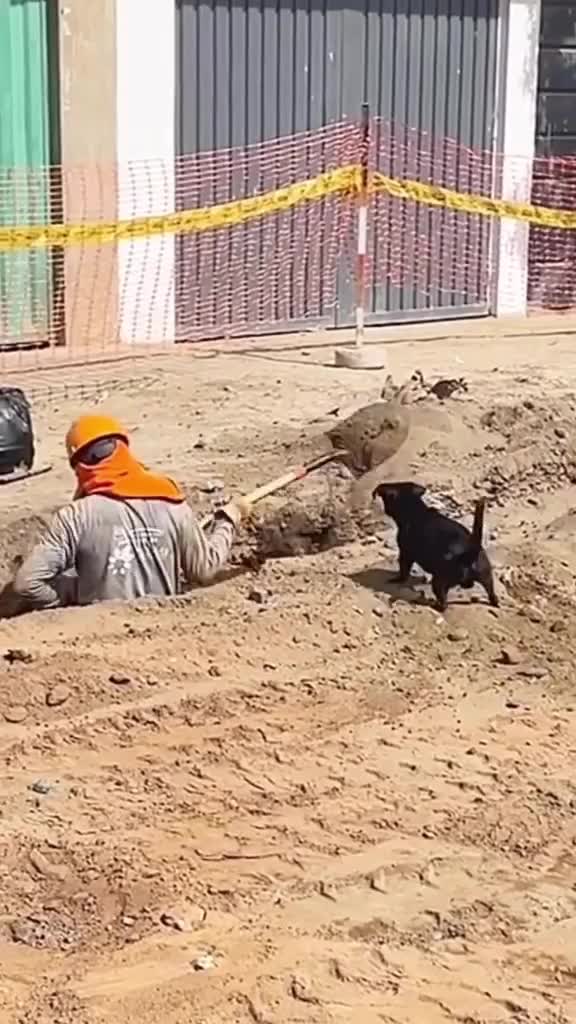 lucu sekali, dibantuin sama anak anjing