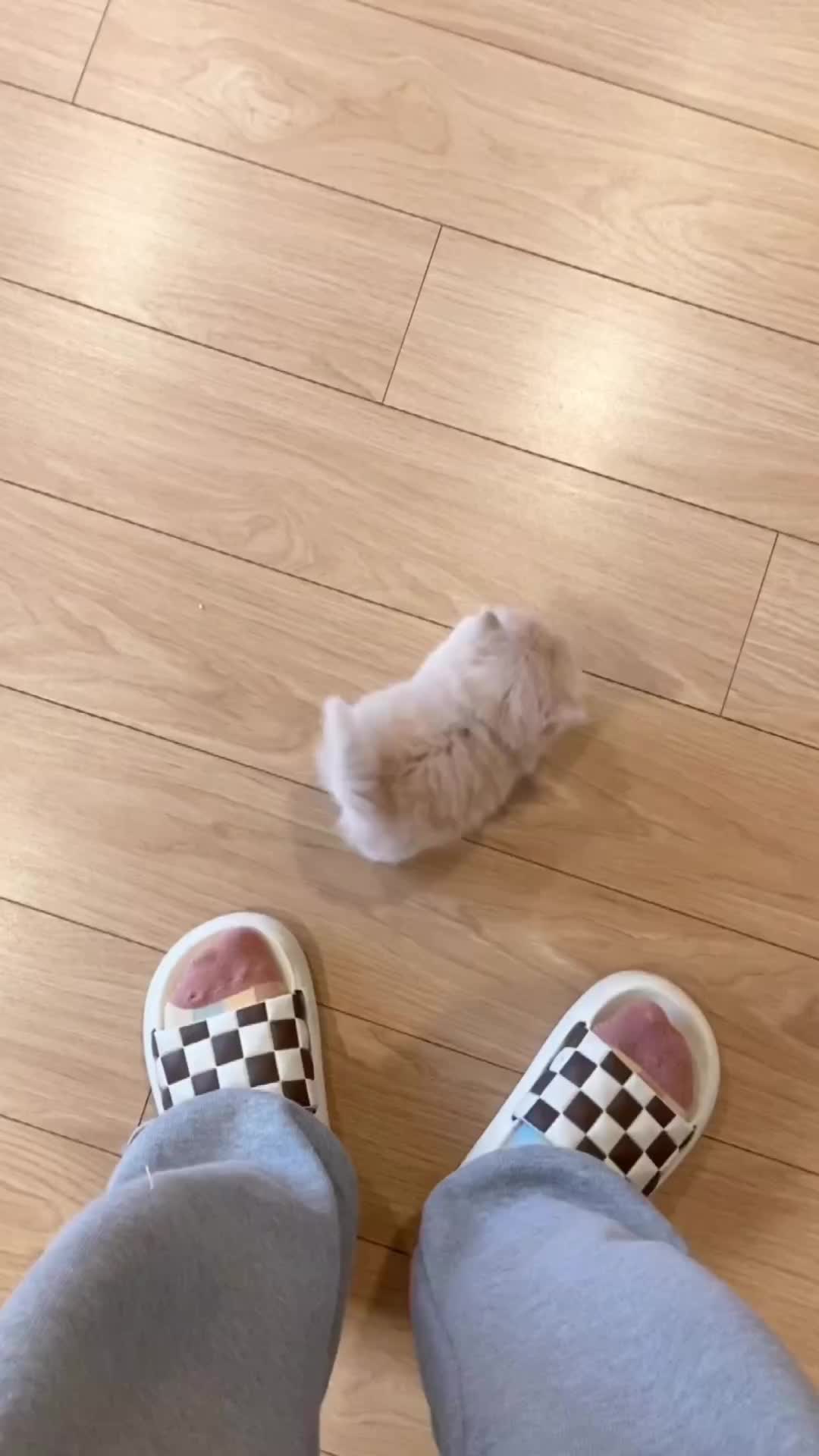 Ikuti aku human