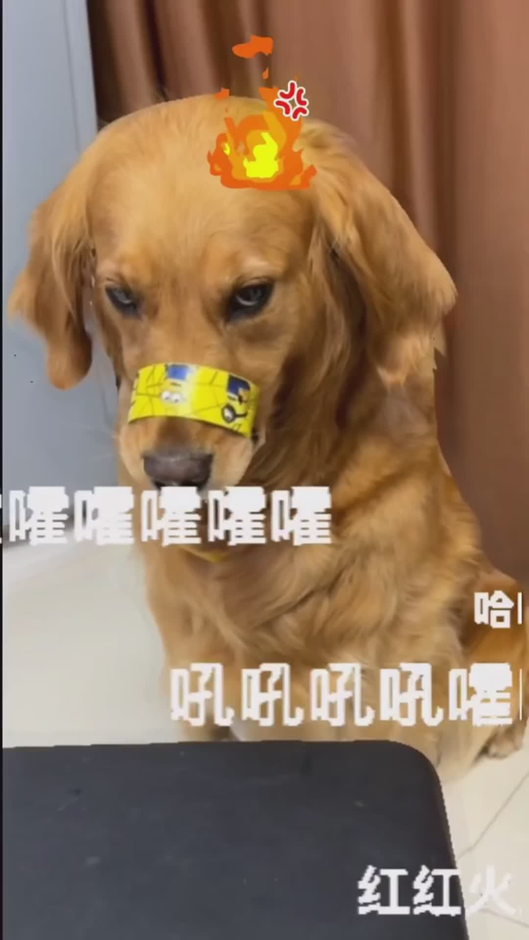 🐶: ngga gitu dong