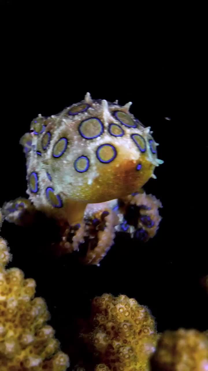 Gurita bertotol biru