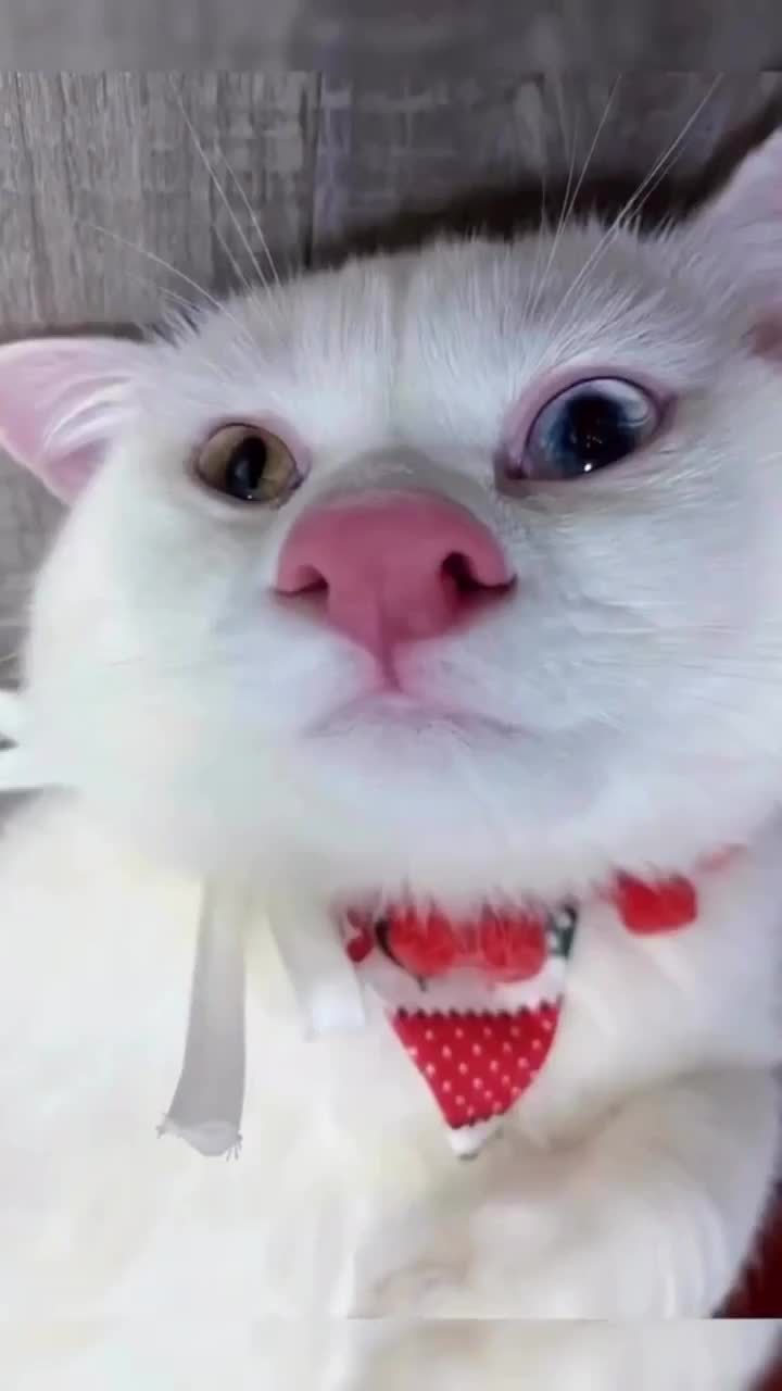 jd tambah gemoy