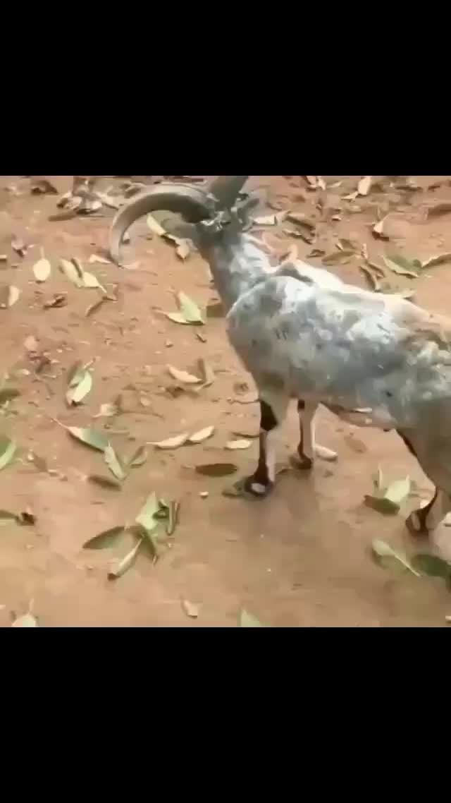Main ayunan di tanduk kambing