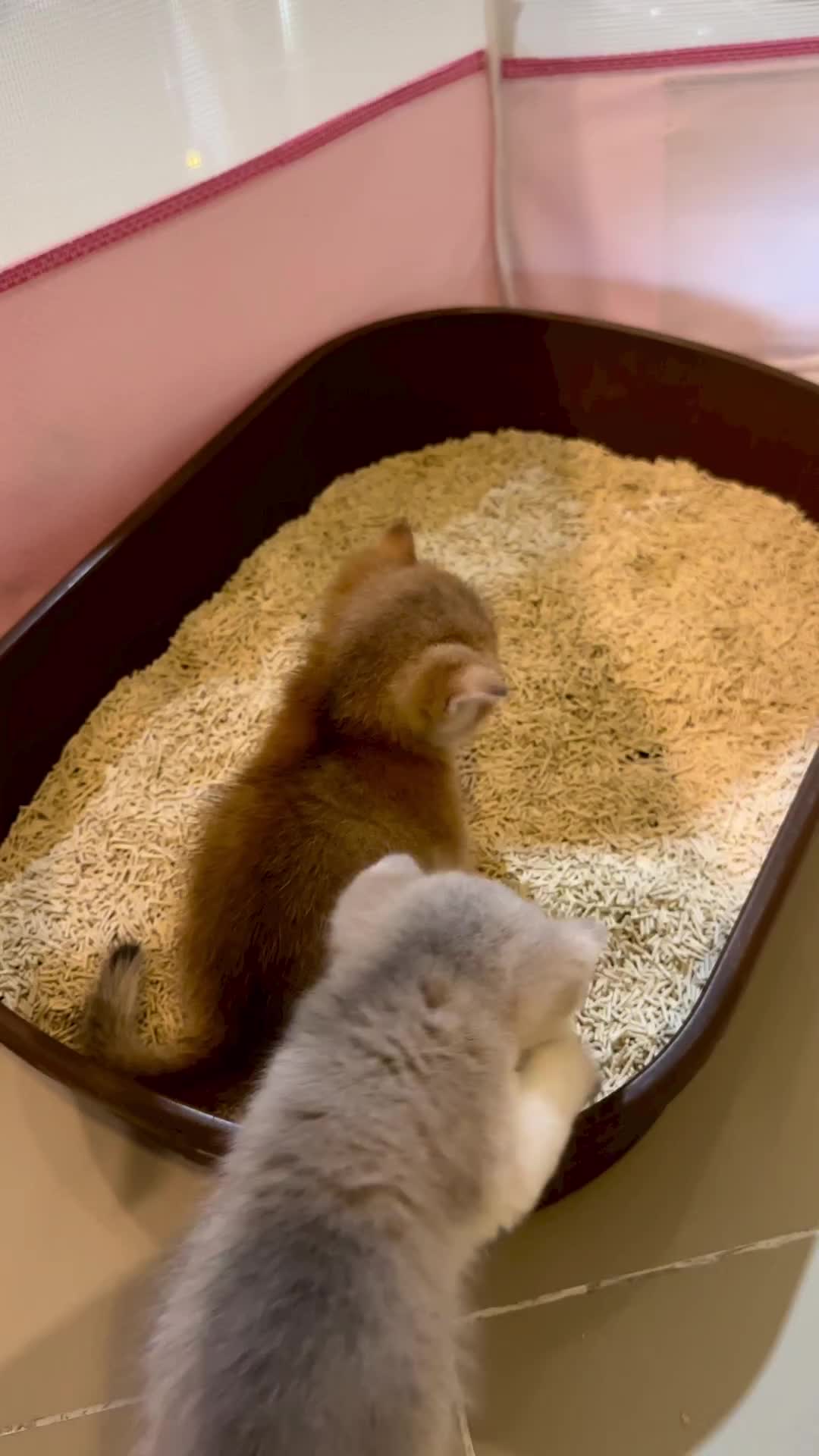 Eek sambil rebahan atau renahan sambil eek