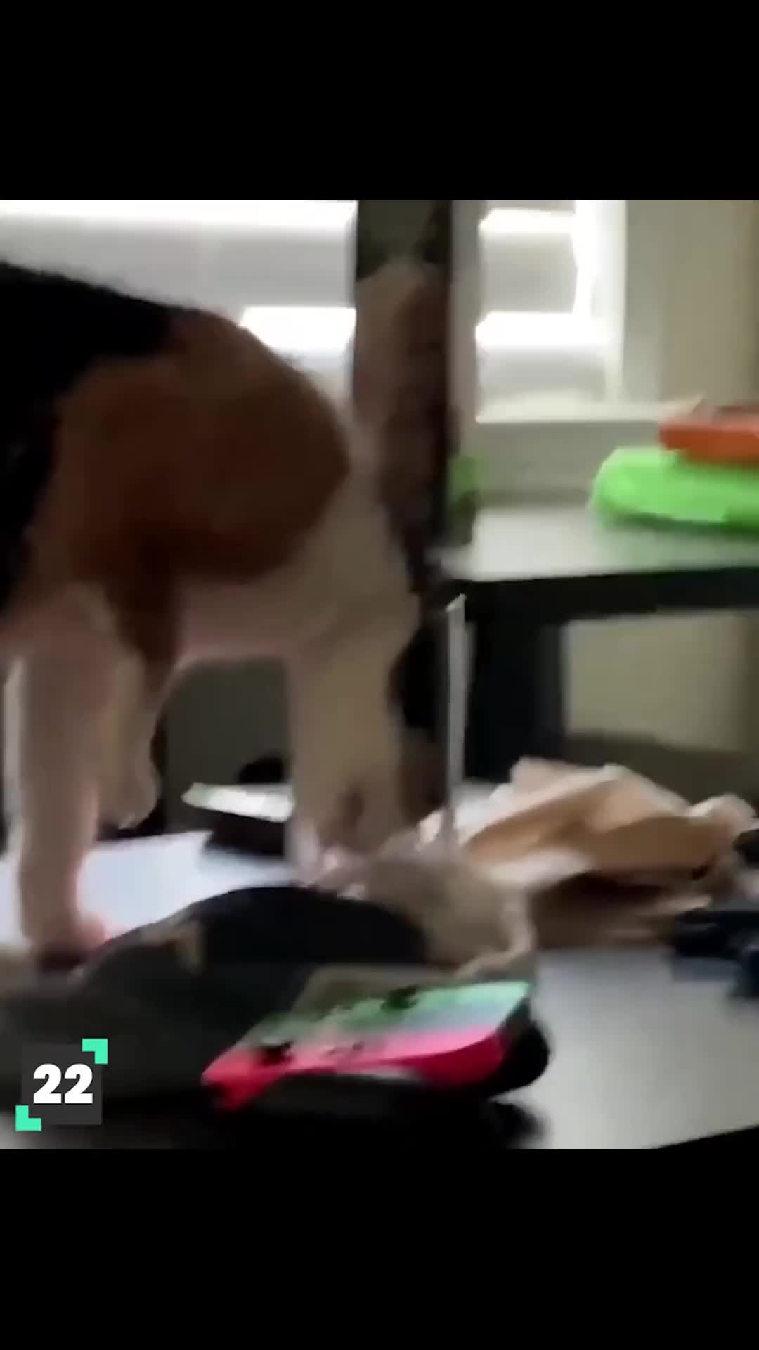 Funny cat fail