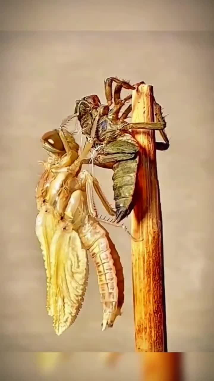 Metamorfosis capung