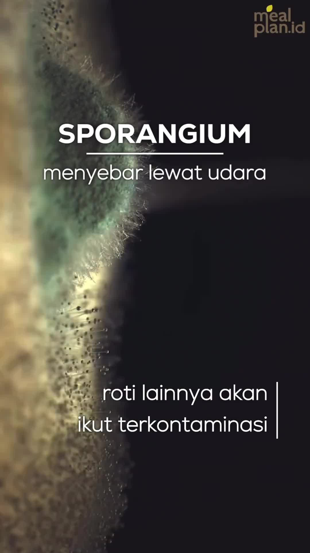 Siapa yang pernah makan roti yang ada jamurnyaa? 🍄🍄 Kalo udah tau gini, masi mau makan roti yang ada jamurnya? 🍞